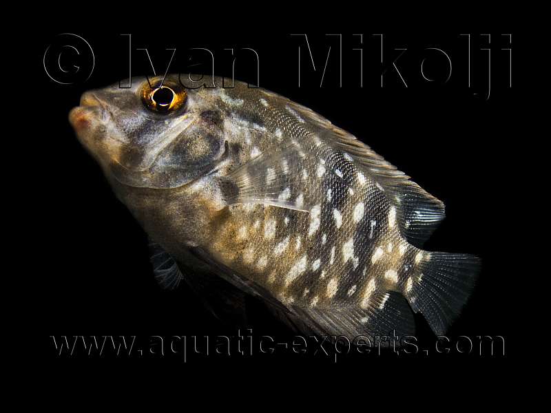 Uaru fernandezyepezi